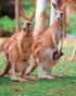Kangaroos Diamond Painting Kit